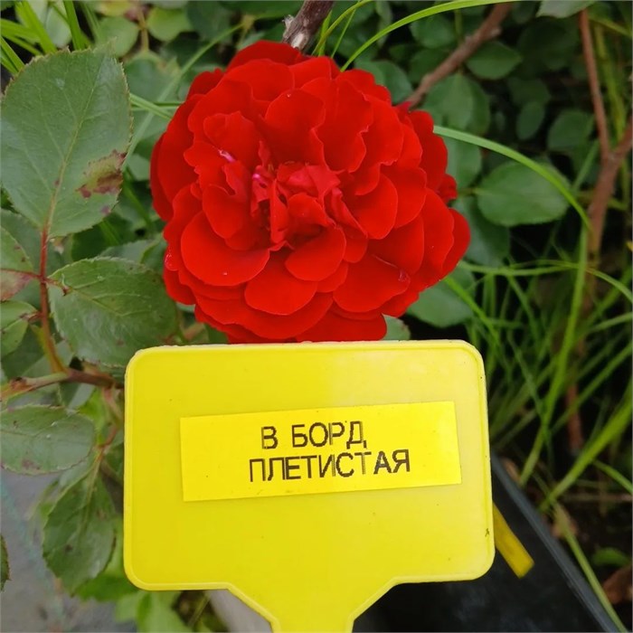 Роза Бордовый Клаймбер 10171