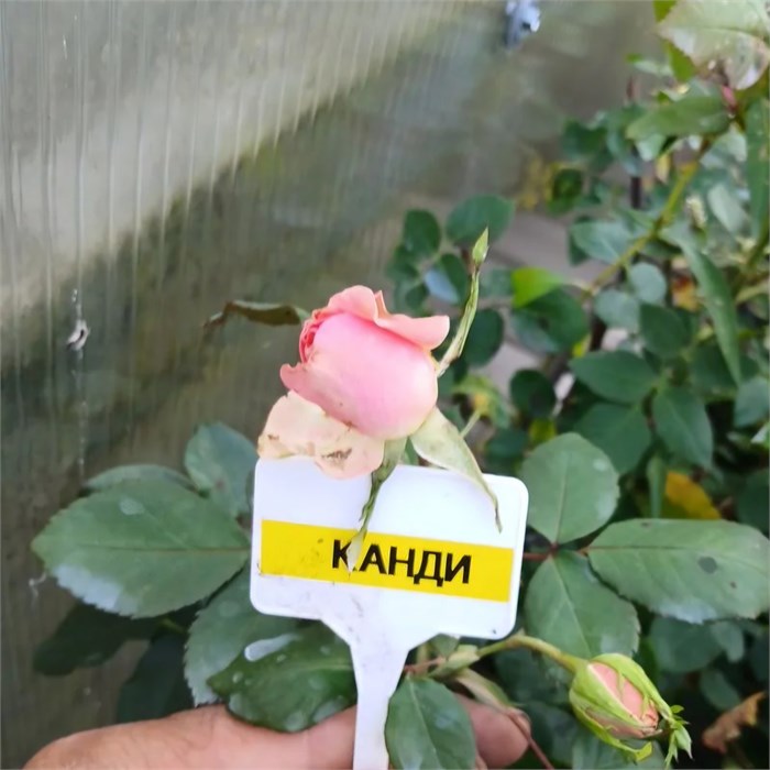 Роза Candy 10173