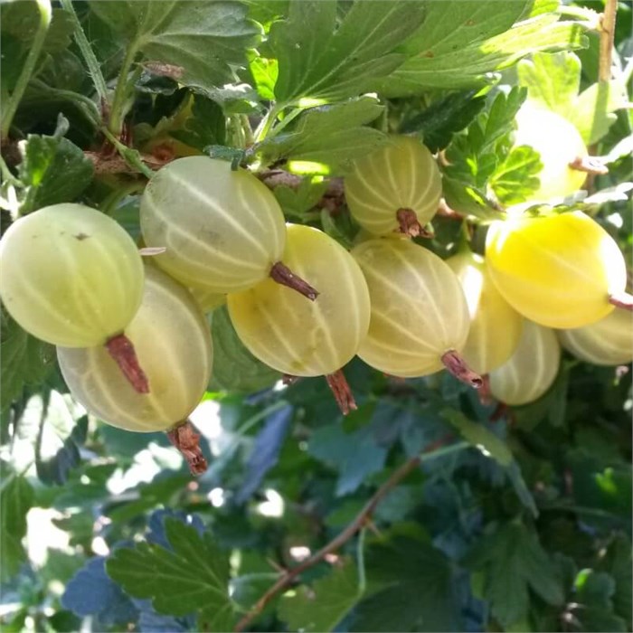 Крыжовник Куршу Дзинтарс 10164