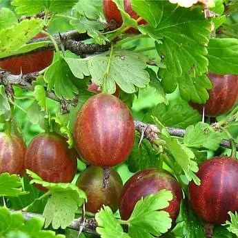 Крыжовник Мурамец 10167