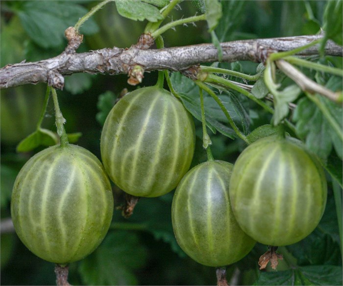 Крыжовник Малахит 10170
