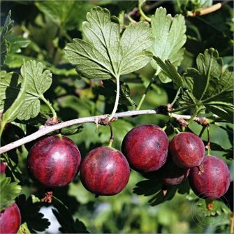 {{photo.Alt || photo.Description || 'Крыжовник Колобок (слабошиповатый)'}}