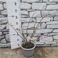 Крыжовник Куршу Дзинтарс 10164