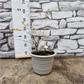 Крыжовник Мурамец 10167