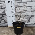 Крыжовник Уральский изумруд 10168