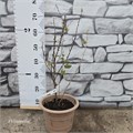 Крыжовник Малахит 10170