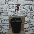 Роза мини 10172