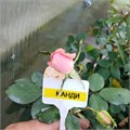 Роза Candy 10173