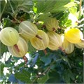Крыжовник Куршу Дзинтарс 10164