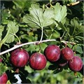 Крыжовник Колобок (слабошиповатый) 10165