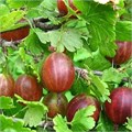 Крыжовник Мурамец 10167