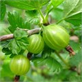 Крыжовник Уральский изумруд 10168