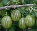 Крыжовник Малахит 10170